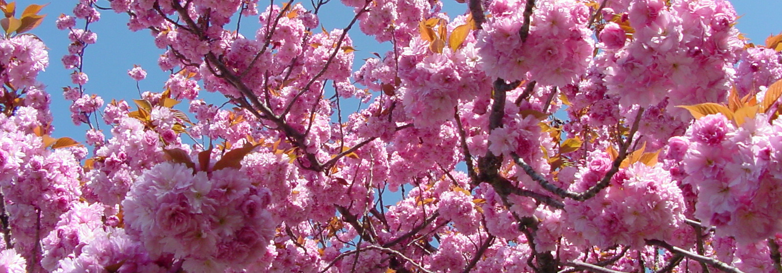 Kopfgrafik Allgemein